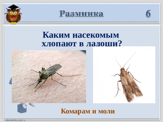 Каким насекомым  хлопают в ладоши? Комарам и моли  
