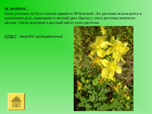 28. ВОПРОС. Какое растение на Руси считали травой от 99 болезней. Это растение используется в красильном деле, окрашивает в желтый цвет. Цветки у этого растения золотисто-желтые. Очень полезный и вкусный чай из этого растения. ОТВЕТ – Зверобой продырявленный. 
