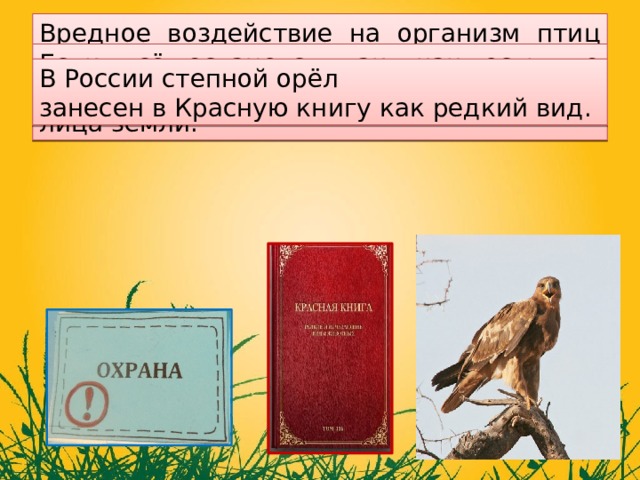  Этому способствует обширная распашка целинных земель,уничтожение грызунов. Вредное воздействие на организм птиц оказывают и различные химические вещества, которые люди используют для сохранения посевов.  Степной орел – вид малочисленный, и его численность продолжает падать. Если всё останется так, как есть, то степной орёл очень скоро исчезнет с лица земли. В России степной орёл занесен в Красную книгу как редкий вид. 