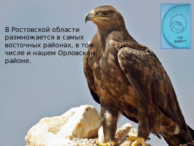 В Ростовской области размножается в самых восточных районах, в том числе и нашем Орловском районе. 