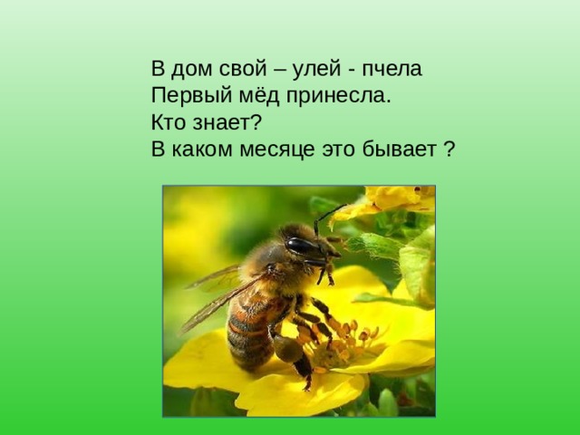В дом свой – улей - пчела Первый мёд принесла. Кто знает? В каком месяце это бывает ? 
