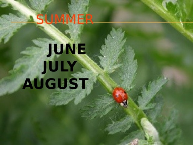  Summer    JUNE  JULY AUGUST 