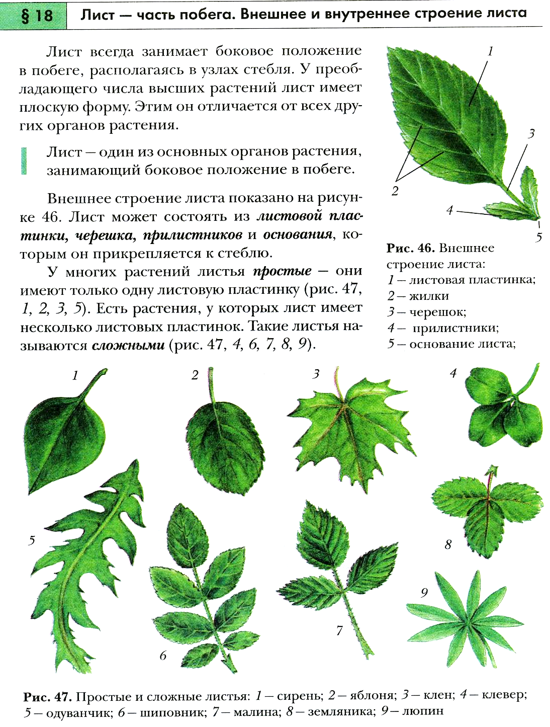 Рисунок на тему листья простые и сложные