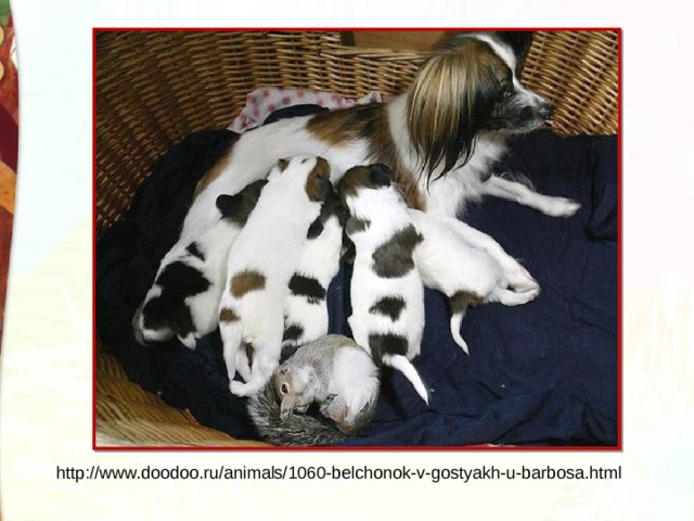 http://www.doodoo.ru/animals/1060-belchonok-v-gostyakh-u-barbosa.html 