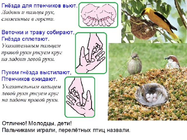 На рисунке изображен процесс который представляет собой реакцию организма перелетных птиц на