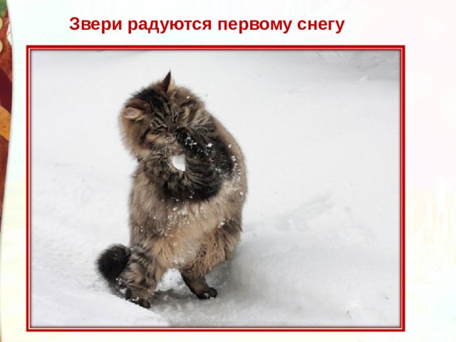 Звери радуются первому снегу 