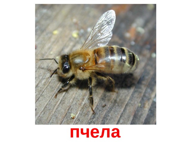 пчела 