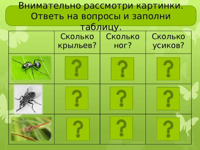 Внимательно рассмотри картинки. Ответь на вопросы и заполни таблицу. Сколько крыльев? Сколько ног? Сколько усиков? Чтобы лучше рассмотреть насекомое, кликните по картинке.  