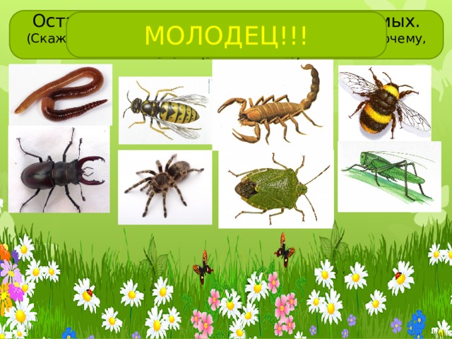 Оставь гулять на лугу только насекомых. (Скажи, кто из животных не является насекомым и почему, потом щелкни мышью) МОЛОДЕЦ!!! 