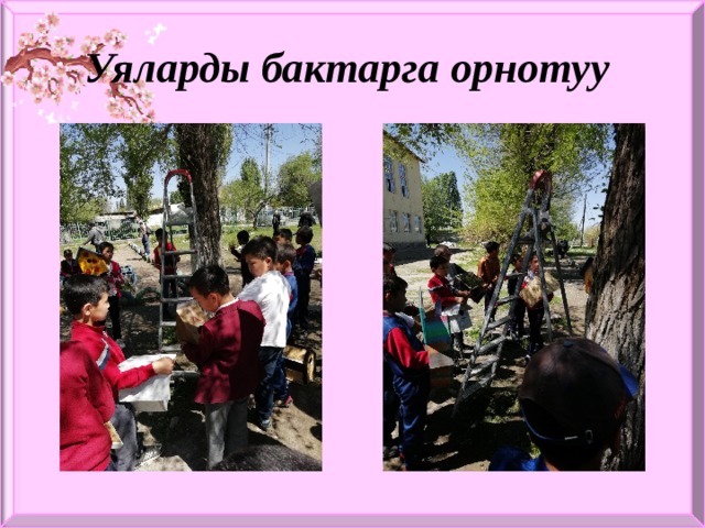 Уяларды бактарга орнотуу 