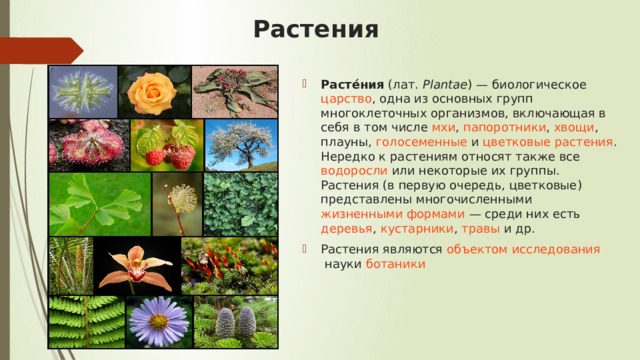 Растения Расте́ния  ( лат.   Plantae ) — биологическое  царство , одна из основных групп  многоклеточных   организмов , включающая в себя в том числе  мхи ,  папоротники ,  хвощи ,  плауны ,  голосеменные  и  цветковые растения . Нередко к растениям относят также все  водоросли  или некоторые их группы. Растения (в первую очередь, цветковые) представлены многочисленными  жизненными формами  — среди них есть  деревья ,  кустарники ,  травы  и др. Растения являются  объектом исследования  науки  ботаники 