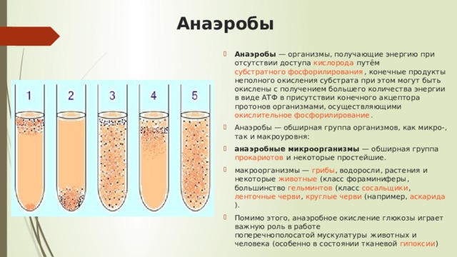 Анаэробы Анаэробы  — организмы, получающие энергию при отсутствии доступа  кислорода  путём  субстратного фосфорилирования , конечные продукты неполного окисления субстрата при этом могут быть окислены с получением большего количества энергии в виде  АТФ  в присутствии конечного акцептора протонов организмами, осуществляющими  окислительное фосфорилирование . Анаэробы — обширная группа организмов, как микро-, так и макроуровня: анаэробные микроорганизмы  — обширная группа  прокариотов  и некоторые простейшие. макроорганизмы —  грибы ,  водоросли ,  растения  и некоторые  животные  (класс  фораминиферы , большинство  гельминтов  (класс  сосальщики ,  ленточные черви ,  круглые черви  (например,  аскарида ). Помимо этого, анаэробное окисление глюкозы играет важную роль в работе  поперечнополосатой мускулатуры  животных и человека (особенно в состоянии тканевой  гипоксии ) 