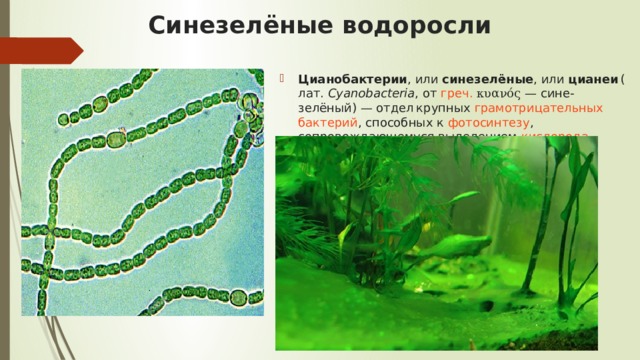 Синезелёные водоросли Цианобактерии , или  синезелёные , или  цианеи  ( лат.   Cyanobacteria , от  греч.   κυανός  — сине-зелёный) — отдел  крупных  грамотрицательных   бактерий , способных к  фотосинтезу , сопровождающемуся выделением  кислорода 