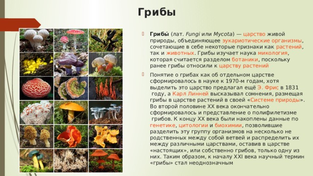 Грибы Грибы́  ( лат.   Fungi  или  Mycota ) —  царство  живой природы, объединяющее  эукариотические   организмы , сочетающие в себе некоторые признаки как  растений , так и  животных . Грибы изучает наука  микология , которая считается разделом  ботаники , поскольку ранее грибы относили к  царству растений Понятие о грибах как об отдельном царстве сформировалось в науке к 1970-м годам, хотя выделить это царство предлагал ещё  Э. Фрис  в  1831  году, а  Карл Линней  высказывал сомнения, размещая грибы в царстве растений в своей « Системе природы ». Во второй половине XX века окончательно сформировалось и представление о  полифилетизме  грибов. К концу XX века были накоплены данные по  генетике ,  цитологии  и  биохимии , позволившие разделить эту группу организмов на несколько не родственных между собой ветвей и распределить их между различными царствами, оставив в царстве «настоящих», или собственно грибов, только одну из них. Таким образом, к началу XXI века научный термин «грибы» стал неоднозначным 