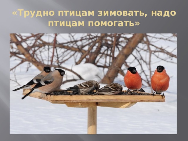 «Трудно птицам зимовать, надо птицам помогать» 