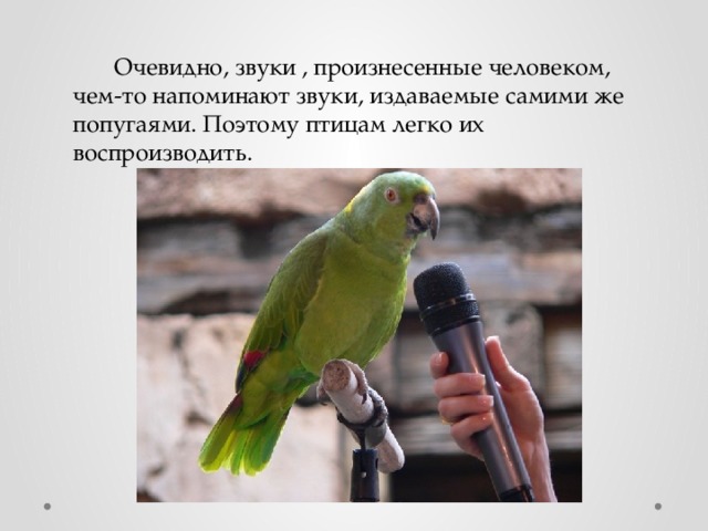 Звук попугай говорит. Чему научить попугая. Звуки попугаев. Исследовательская работа почему попугаи могут разговаривать. Как научить попугая говорить.