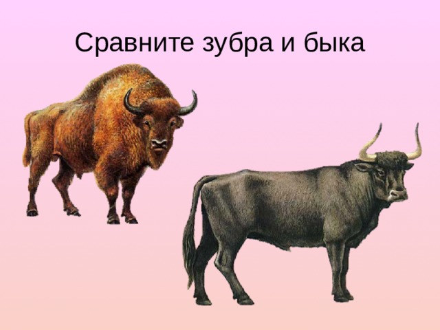 Сравните зубра и быка 