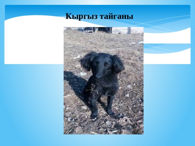 Кыргыз тайганы 
