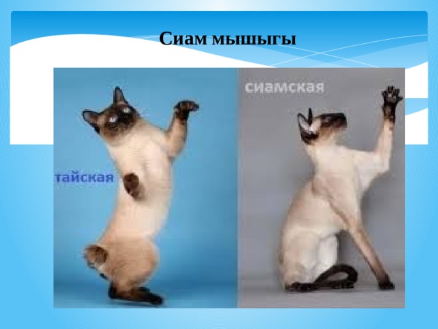 Сиам мышыгы 