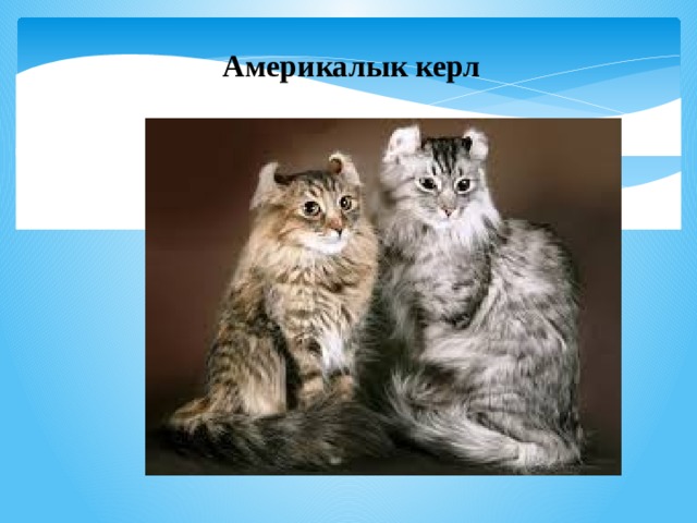 Америкалык керл 