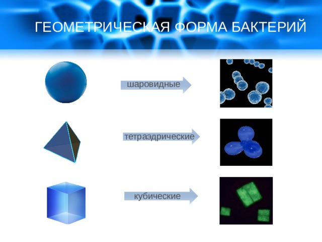 Вирусы и бактерии геометрическая форма презентация