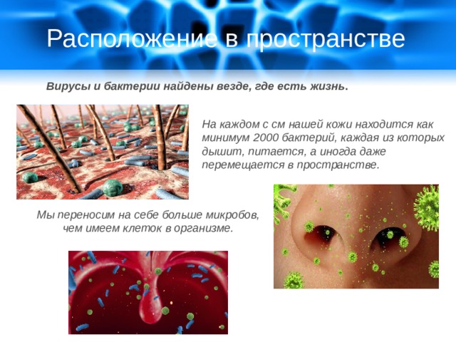 Вирусы и бактерии геометрическая форма расположение в пространстве рост численности проект