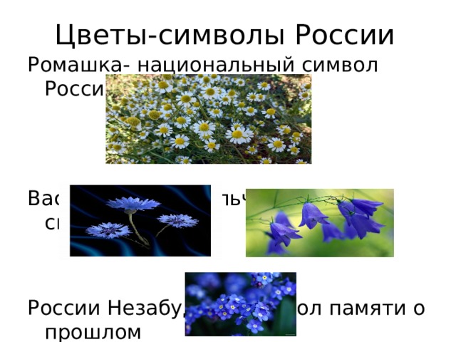 Растения символы. Национальный символ России цветок. Национальные символы России Ромашка. Цветочный символ России. Ромашка национальный цветок России.