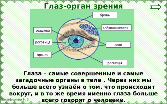 Глаз-орган зрения Глаза – самые совершенные и самые загадочные органы в теле . Через них мы больше всего узнаём о том, что происходит вокруг, и в то же время именно глаза больше всего говорят о человеке. 
