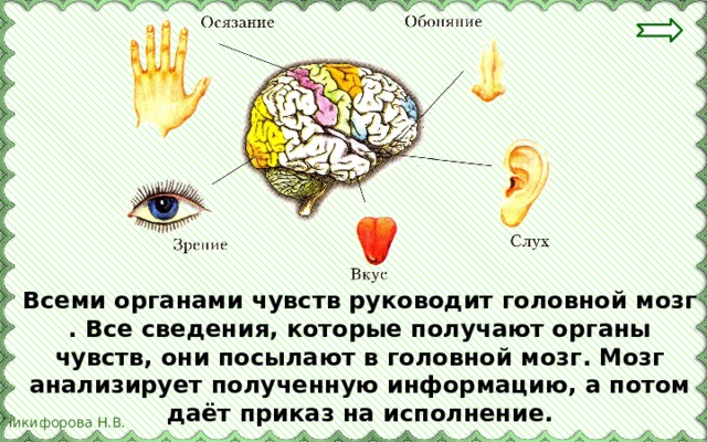 Всеми органами чувств руководит головной мозг . Все сведения, которые получают органы чувств, они посылают в головной мозг. Мозг анализирует полученную информацию, а потом даёт приказ на исполнение. 