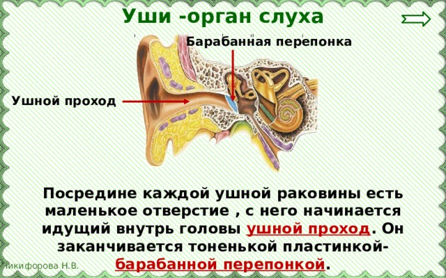 Уши -орган слуха Барабанная перепонка Ушной проход Посредине каждой ушной раковины есть маленькое отверстие , с него начинается идущий внутрь головы ушной проход . Он заканчивается тоненькой пластинкой- барабанной перепонкой . 