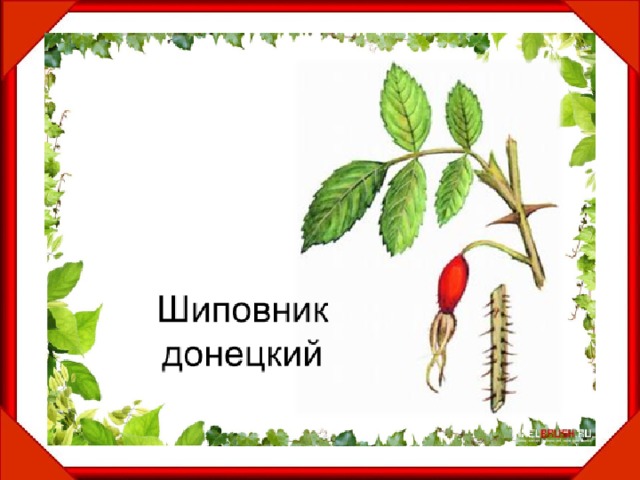 Проект красная книга шиповник китайский