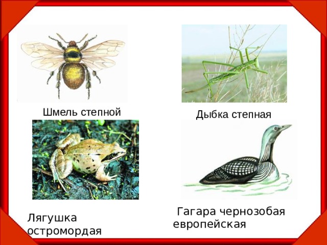 Шмель степной Дыбка степная  Гагара чернозобая европейская Лягушка остромордая 
