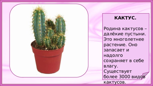 Как пишется кактус