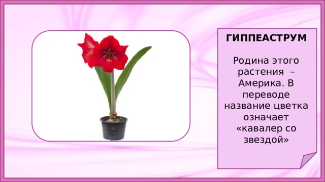 Что растет на подоконнике 1 класс. Родина Родина растения гиппеаструм. Гиппеаструм паспорт растения. Родина гиппеаструма комнатного растения. Родина цветка гиппеаструм.