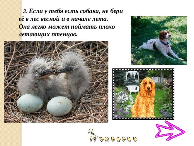 3. Если у тебя есть собака, не бери её в лес весной и в начале лета. Она легко может поймать плохо летающих птенцов.