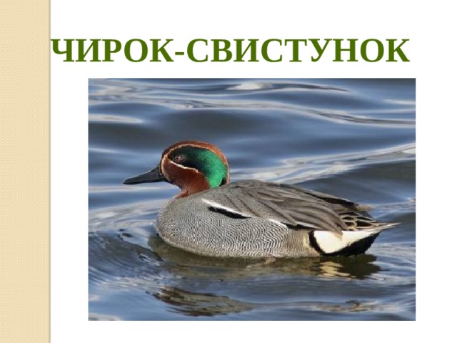 Чирок-свистунок