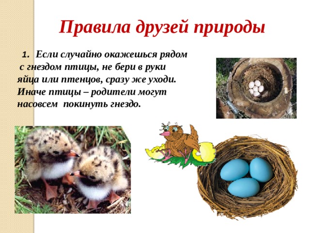 Правила друзей природы  1 . Если случайно окажешься рядом  с гнездом птицы, не бери в руки яйца или птенцов, сразу же уходи. Иначе птицы – родители могут насовсем покинуть гнездо.