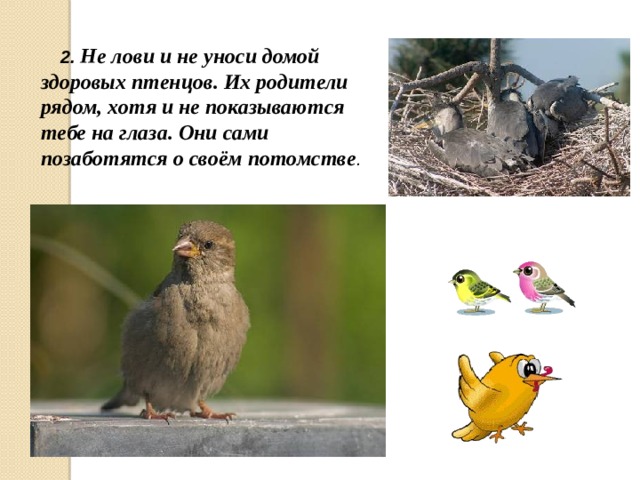2. Не лови и не уноси домой здоровых птенцов. Их родители рядом, хотя и не показываются тебе на глаза. Они сами позаботятся о своём потомстве .