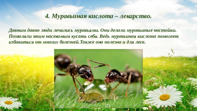Что будет если разорить муравейник. Смотреть фото Что будет если разорить муравейник. Смотреть картинку Что будет если разорить муравейник. Картинка про Что будет если разорить муравейник. Фото Что будет если разорить муравейник