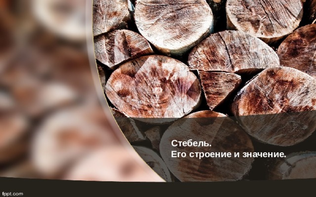 Стебель.  Его строение и значение. 