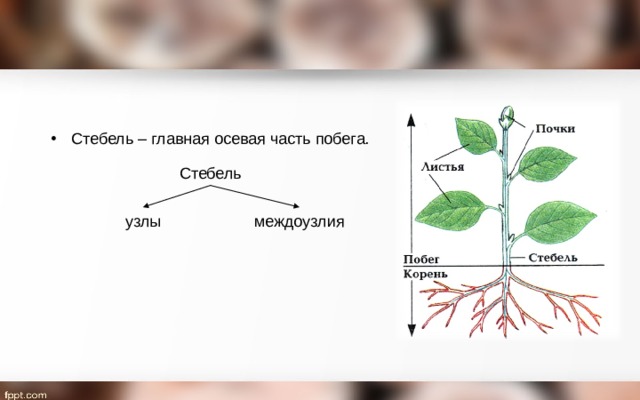 Подпишите части побега обозначенные на рисунке