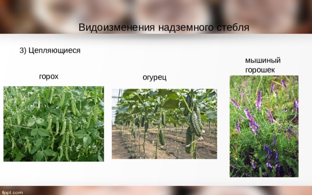 Видоизменения надземного стебля 3) Цепляющиеся мышиный горошек горох огурец 
