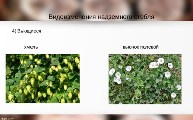 Видоизменения надземного стебля 4) Вьющиеся хмель вьюнок полевой 