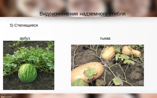 Видоизменения надземного стебля 5) Стелющиеся арбуз тыква 