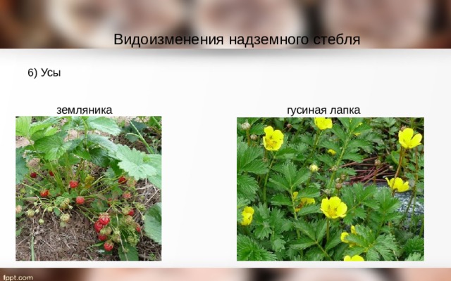 Видоизменения надземного стебля 6) Усы земляника гусиная лапка 