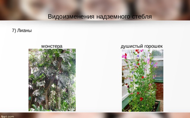 Видоизменения надземного стебля 7) Лианы монстера душистый горошек 
