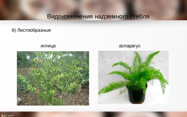 Видоизменения надземного стебля 8) Листообразные иглица аспарагус 