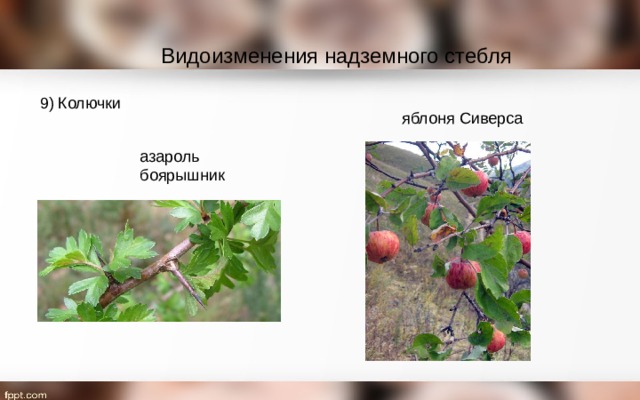 Видоизменения надземного стебля 9) Колючки яблоня Сиверса азароль боярышник 