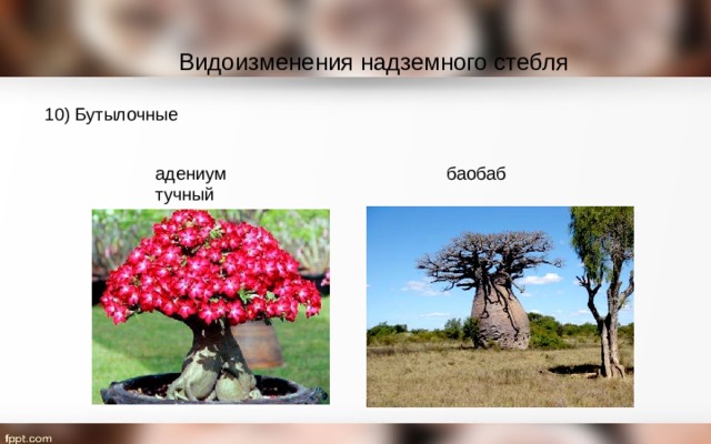 Видоизменения надземного стебля 10) Бутылочные адениум тучный баобаб 