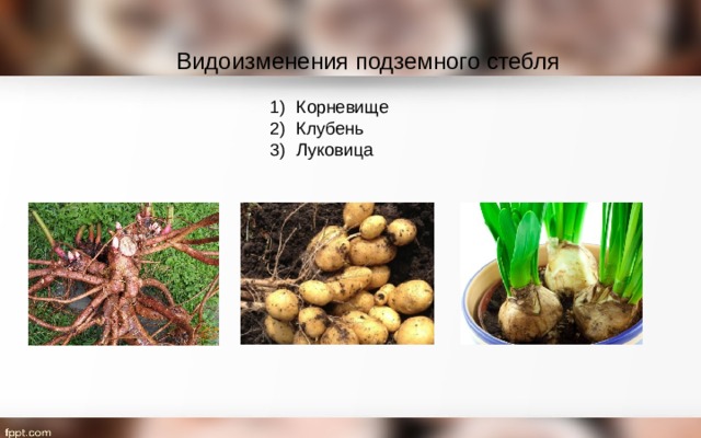Видоизменения подземного стебля Корневище Клубень Луковица 